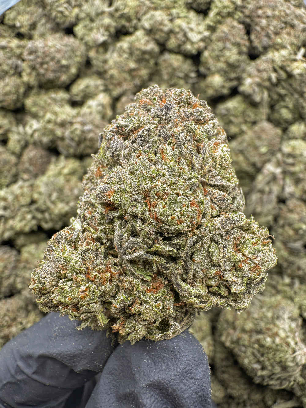 Willy Wonka