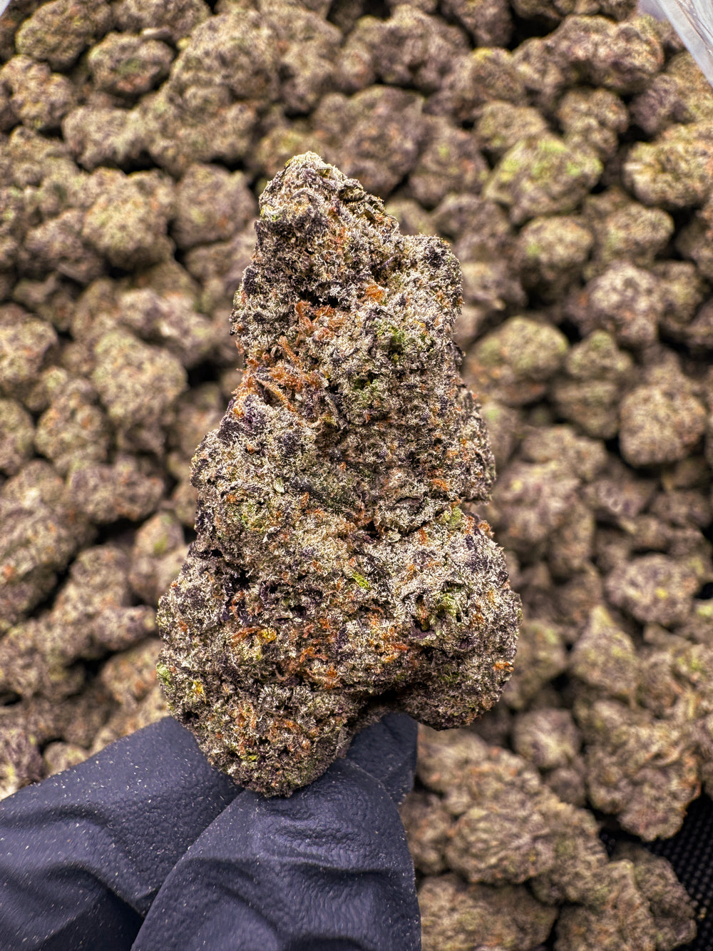 Grand Daddy Grape