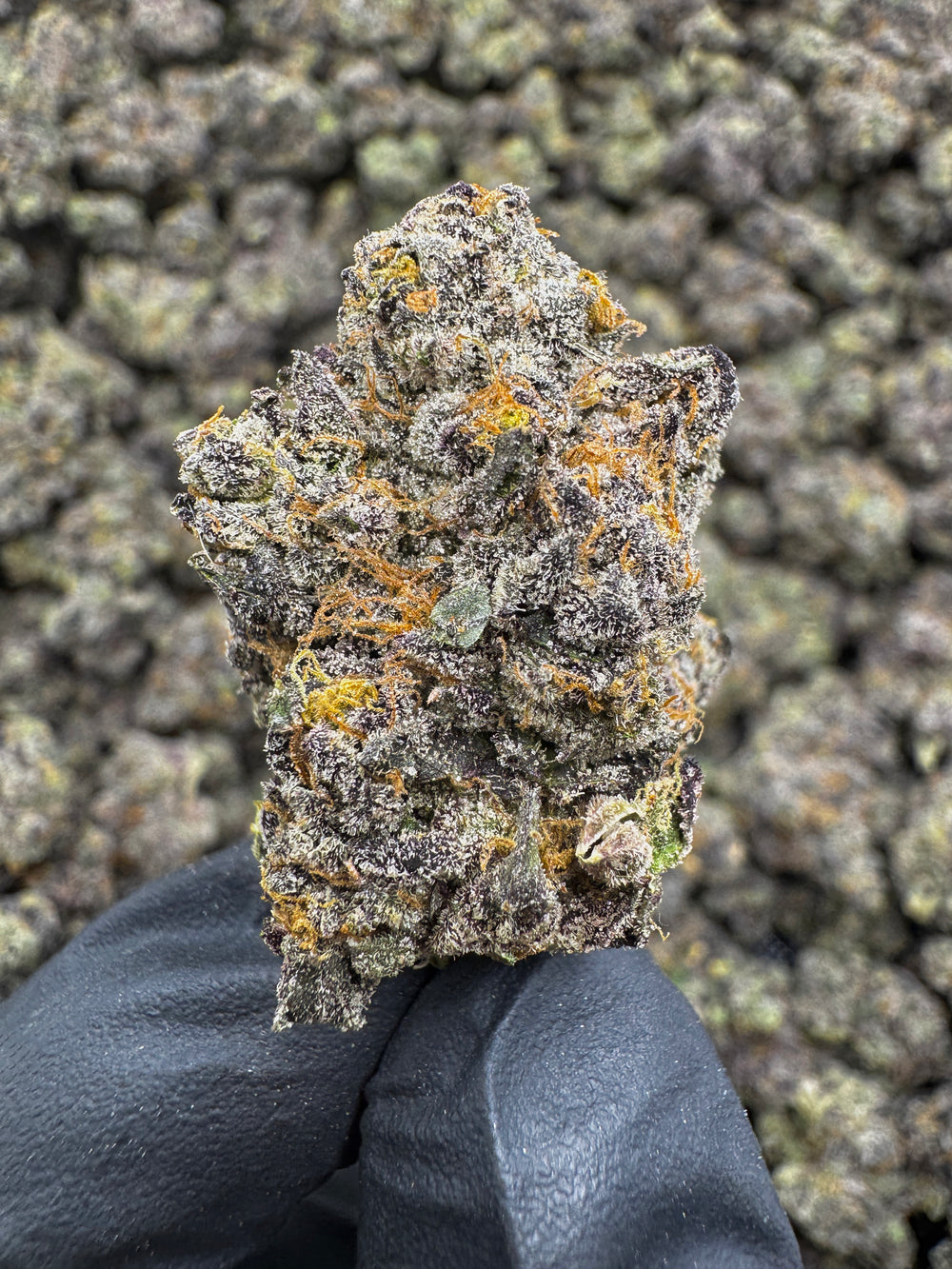 Jellyroll